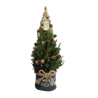 Kleine Kerstboom in Kersttas blauw - 70 cm - Picea Glauca Conica