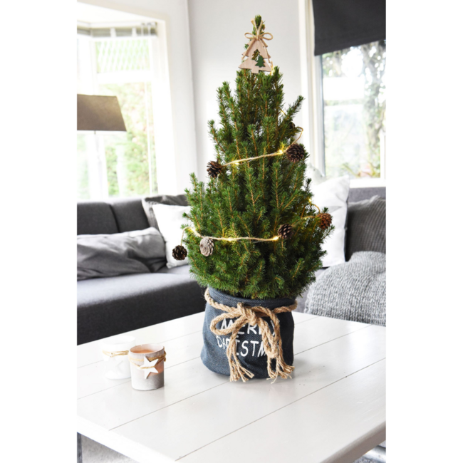 Kleine Kerstboom in Kersttas blauw - 70 cm - Picea Glauca Conica