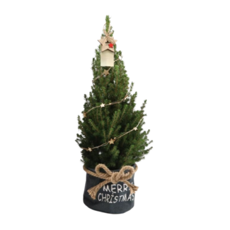 Kleine Kerstboom in Kersttas blauw - 70 cm - Picea Glauca Conica - Sterrenverlichting inclusief batterijen