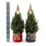 Kleine Kerstboom in Kersttas blauw - 70 cm - Picea Glauca Conica - Sterrenverlichting inclusief batterijen