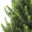 Kleine Kerstboom in Kersttas blauw - 70 cm - Picea Glauca Conica - Sterrenverlichting inclusief batterijen