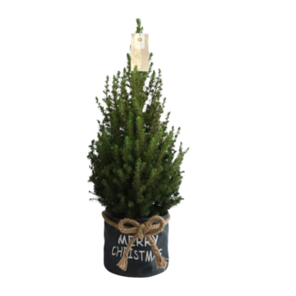 Kleine Kerstboom in Kersttas blauw - 70 cm - Picea Glauca Conica - Standalone