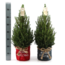 Kleine Kerstboom in Kersttas blauw - 70 cm - Picea Glauca Conica - Standalone