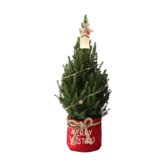Kleine Kerstboom in Kerstzak rood - 70 cm - Picea Glauca Conica - Sterrenverlichting inclusief batterijen
