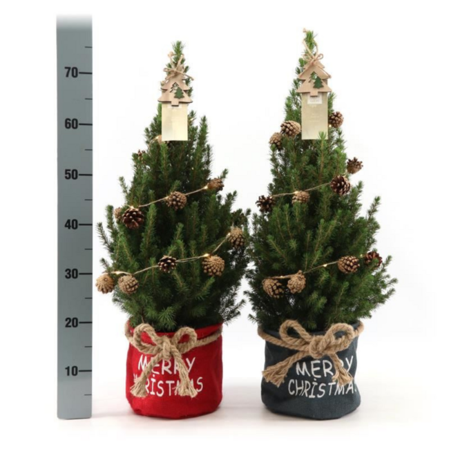 Kleine Kerstboom in Kerstzak rood - 70 cm - Picea Glauca Conica - Sterrenverlichting inclusief batterijen