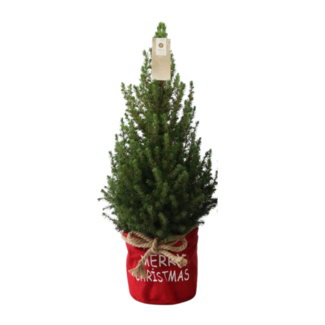 Kleine Kerstboom in Kersttas rood - 70 cm - Picea Glauca Conica - Standalone