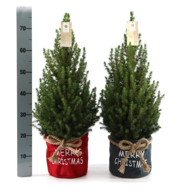 Kleine Kerstboom in Kersttas rood - 70 cm - Picea Glauca Conica - Standalone