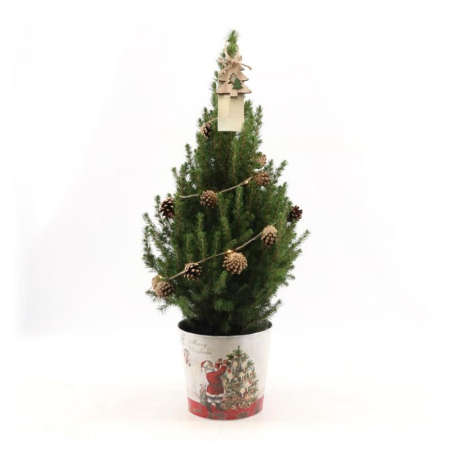 Kleine Kerstboom in Kerstmis sierpot - 70 cm - Picea Glauca Conica - Dennenappelverlichting inclusief batterijen