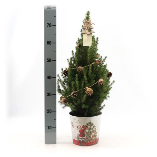 Kleine Kerstboom in Kerstmis sierpot - 70 cm - Picea Glauca Conica - Dennenappelverlichting inclusief batterijen