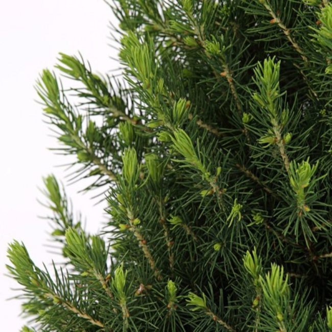 Kleine Kerstboom in Kerstmis sierpot - 70 cm - Picea Glauca Conica - Dennenappelverlichting inclusief batterijen