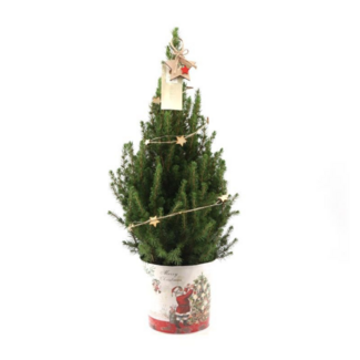 Kleine Kerstboom in Kerstmis sierpot - 70 cm - Picea Glauca Conica
