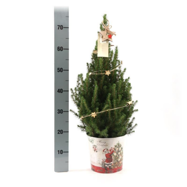 Kleine Kerstboom in Kerstmis sierpot - 70 cm - Picea Glauca Conica