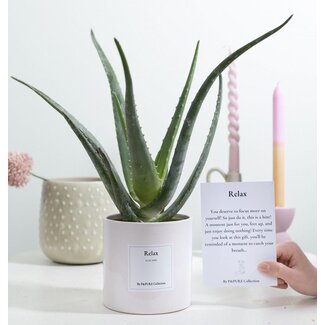 Aloë Vera Cadeau "Relax" MET WENSKAART! - Ø12cm - ↕40cm