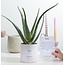 Aloë Vera Cadeau "Relax" MET WENSKAART! - Ø12cm - ↕40cm