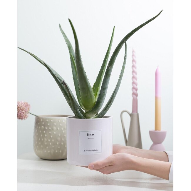 Aloë Vera Cadeau "Relax" MET WENSKAART! - Ø12cm - ↕40cm