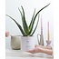 Aloë Vera Cadeau "Relax" MET WENSKAART! - Ø12cm - ↕40cm