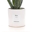 Aloë Vera Cadeau "Relax" MET WENSKAART! - Ø12cm - ↕40cm