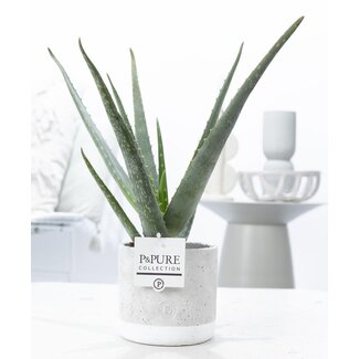 Aloë Vera in P&PURE Jade Keramiek - Ø12cm - ↕45cm