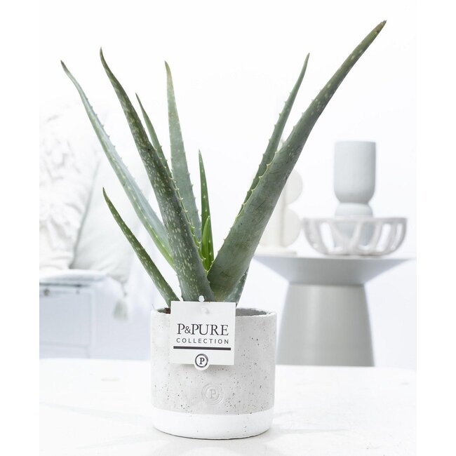 Aloë Vera in P&PURE Jade Keramiek - Ø12cm - ↕45cm