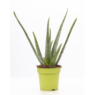 Aloë Vera P&PURE Collectie - Ø12cm - ↕40cm