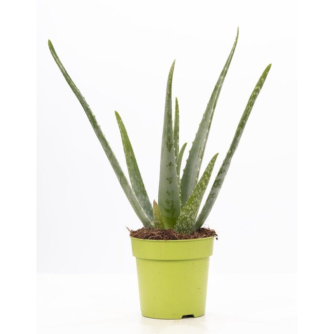 Aloë Vera P&PURE Collectie - Ø12cm - ↕40cm