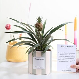 Ananas Rosita Cadeau "De Gepassioneerde" MET WENSKAART! - Ø12cm - ↕35cm
