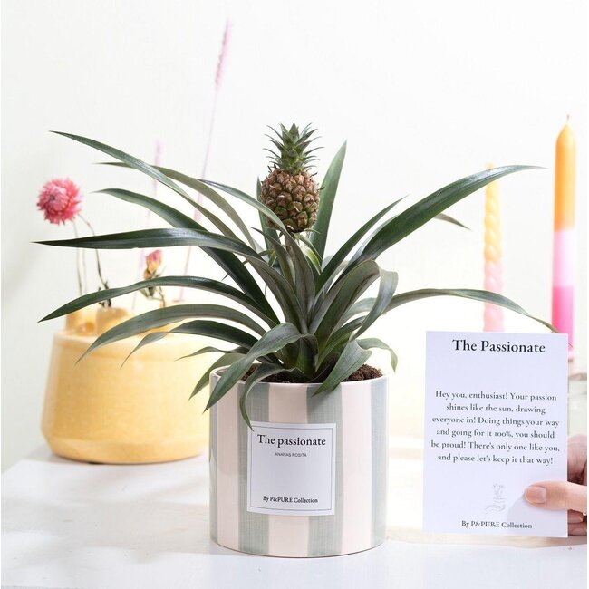 Ananas Rosita Cadeau "De Gepassioneerde" MET WENSKAART! - Ø12cm - ↕35cm