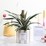 Ananas Rosita Cadeau "De Gepassioneerde" MET WENSKAART! - Ø12cm - ↕35cm