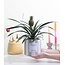 Ananas Rosita Cadeau "De Gepassioneerde" MET WENSKAART! - Ø12cm - ↕35cm