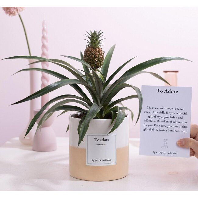 Ananas Rosita Cadeau "To Adore" MET WENSKAART! - Ø12cm - ↕35cm