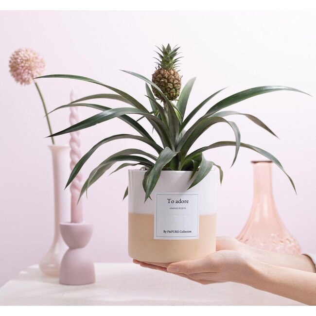 Ananas Rosita Cadeau "To Adore" MET WENSKAART! - Ø12cm - ↕35cm