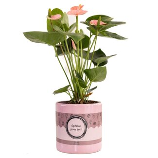 Anthurium Pink (Spirit) In P&PURE "SPECIAL POUR TOI" Verpakking - Ø12cm - ↕45cm