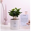 Coffea Arabica Cadeau "Om te Knuffelen" MET WENSKAART! - Ø12cm - ↕20cm