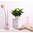 Coffea Arabica Cadeau "Om te Knuffelen" MET WENSKAART! - Ø12cm - ↕20cm