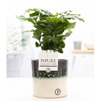 Coffea Arabica In P&PURE Illusion Cer. - Ø12cm - ↕20cm
