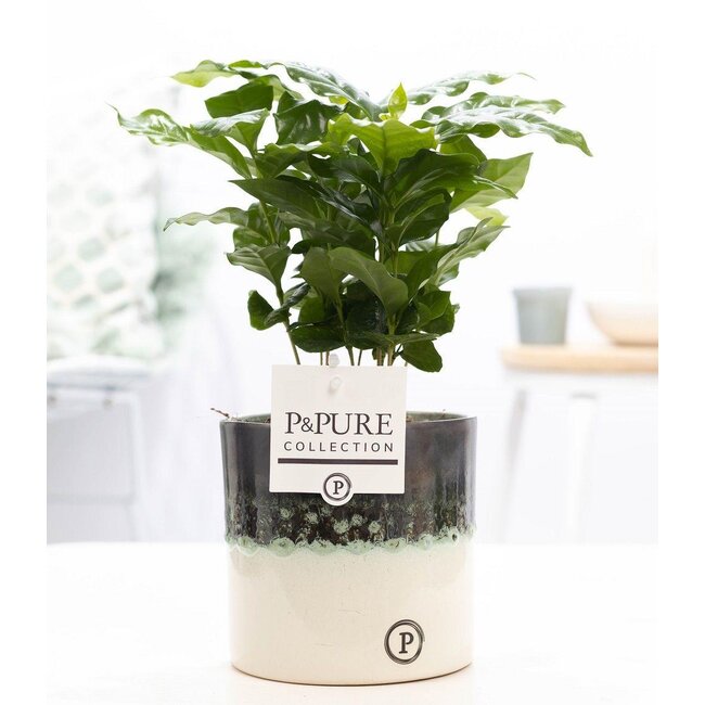 Coffea Arabica In P&PURE Illusion Cer. - Ø12cm - ↕20cm