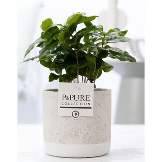 Coffea Arabica in P&PURE Jade Keramiek - Ø12cm - ↕20cm