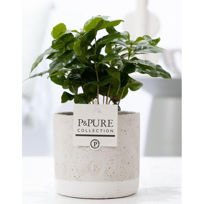 Coffea Arabica in P&PURE Jade Keramiek - Ø12cm - ↕20cm