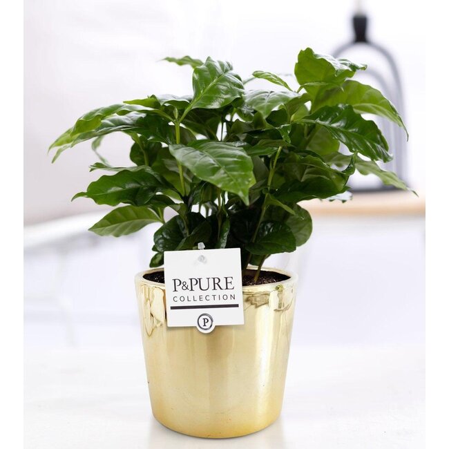 Coffea Arabica In P&PURE Laryssa Keramiek Glanzend Goud - Ø12cm - ↕20cm