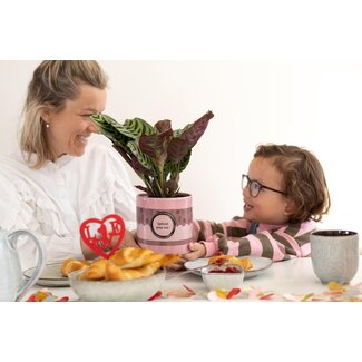 Ctenanthe Burle Marxii In P&PURE "SPECIAL POUR TOI" Verpakking - Ø12cm - ↕25cm