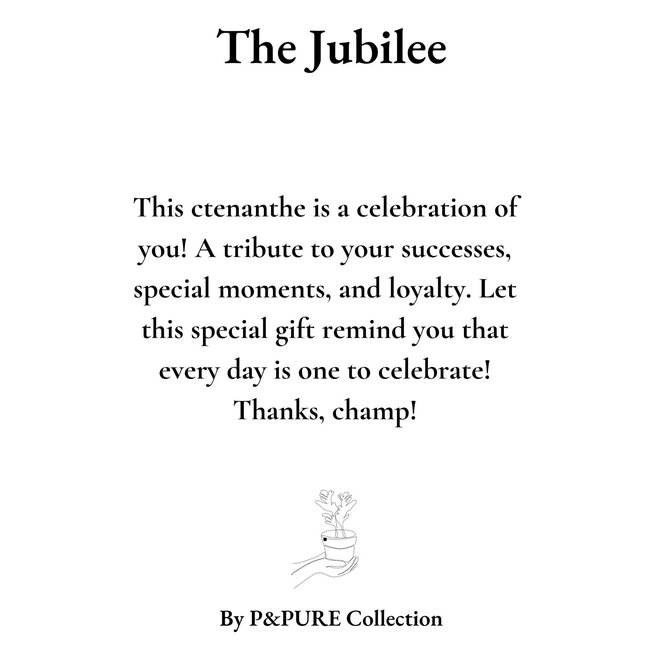 Ctenanthe Burle Marxii Cadeau "Het Jubileum" MET WENSKAART! - Ø12cm - ↕25cm