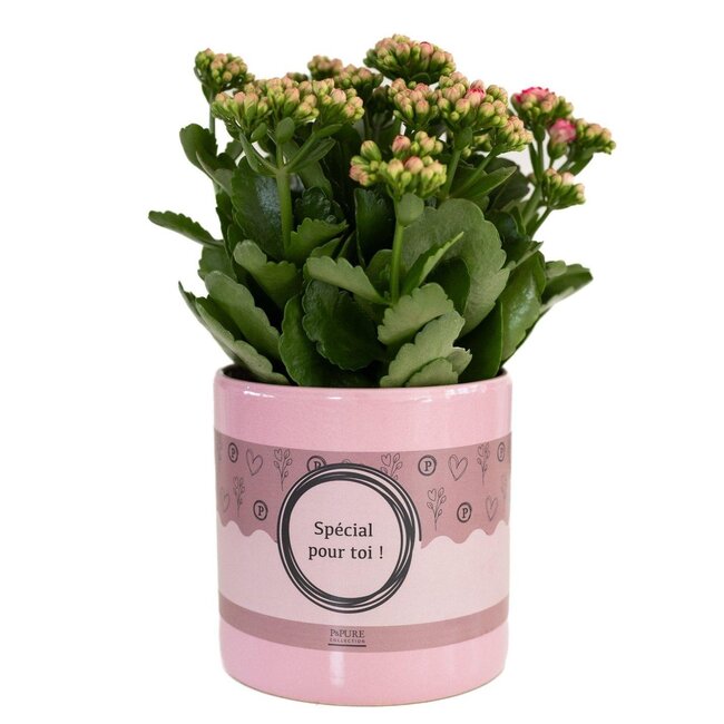 Kalanchoe Pink In P&PURE "SPECIAL POUR TOI" Verpakking - Ø12cm - ↕27cm