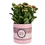 Kalanchoe Pink In P&PURE "SPECIAL POUR TOI" Verpakking - Ø12cm - ↕27cm