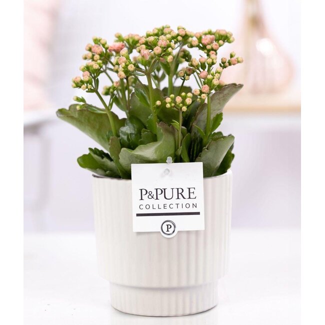 Kalanchoe Roze In P&PURE Ivy Keramiek Glanzend Wit - Ø12cm - ↕27cm