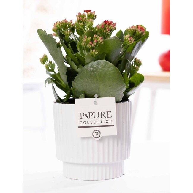Kalanchoe Rood In P&PURE Ivy Keramiek Glanzend Wit - Ø12cm - ↕27cm