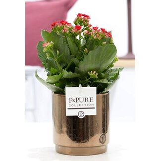 Kalanchoë Rood In P&PURE Juliette Keramiek Goudbrons - Ø12cm - ↕27cm