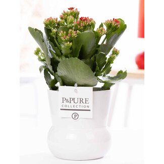 Kalanchoe Rood In P&PURE Plantenvaas Maximawit - Ø12cm - ↕27cm