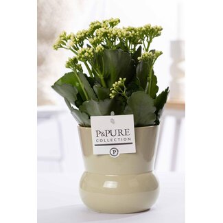 Kalanchoe Wit In P&PURE Plantenvaas Maxima Groen - Ø12cm - ↕27cm