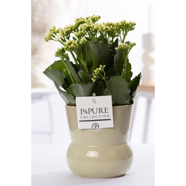 Kalanchoe Wit In P&PURE Plantenvaas Maxima Groen - Ø12cm - ↕27cm