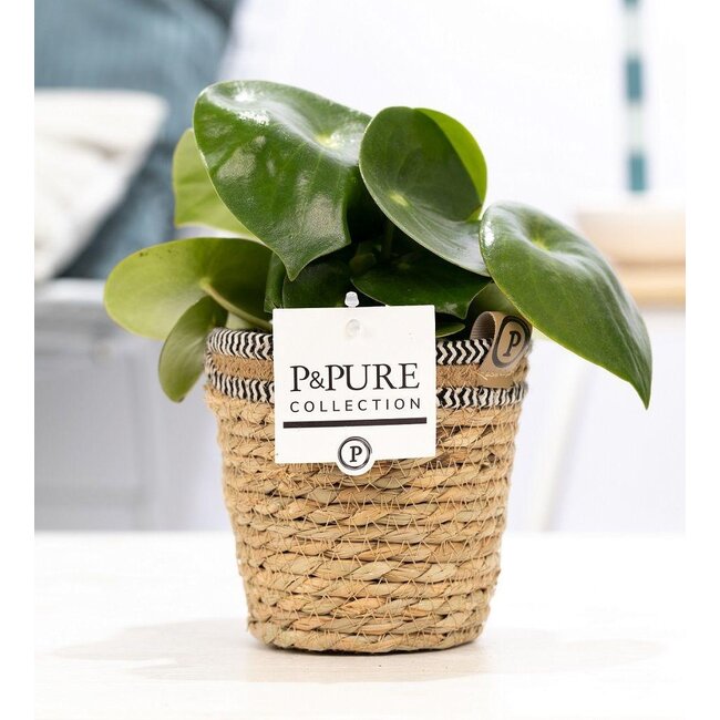 Peperomia Raindrop in P&PURE mand - Ø12cm - ↕25cm